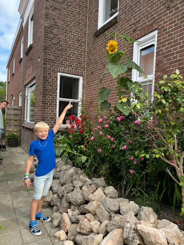 Joël heeft heel goed op de zonnebloemzaadjes gepast die hij op school heeft gekregen. De zonnebloem is al heel veel groter dan heit ☺️#winactie #noorderbasis
